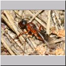Formica -Serviformica- sanguinea - Blutrote Raubameise - Koenigin 01a 11mm.jpg